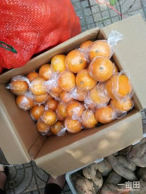 臍橙湖南邵陽新寧縣_批發(fā)_供應(yīng)-一畝田農(nóng)業(yè)網(wǎng)_專業(yè)的農(nóng)產(chǎn)品信息商務(wù)平臺(tái)